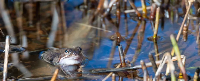 Frog in water