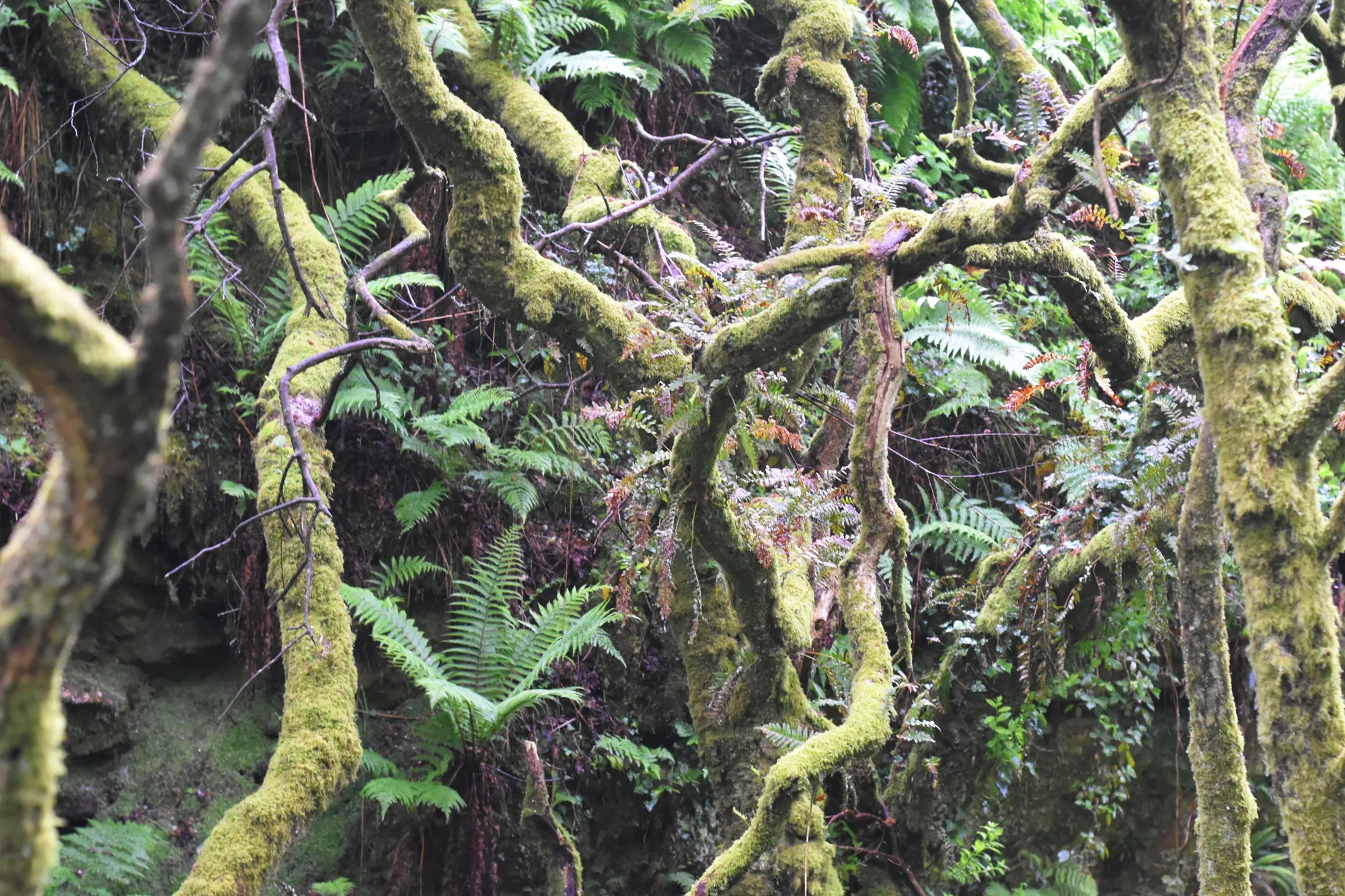 Forest