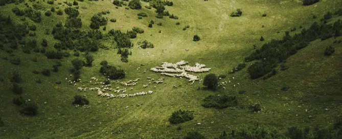 Aerial view of a field wih animals