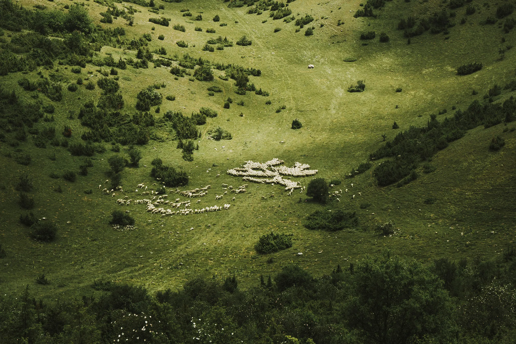 Aerial view of a field wih animals