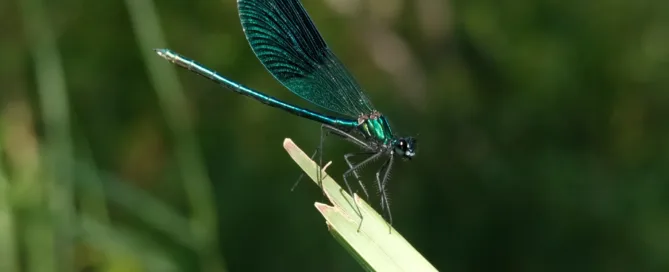 Dragonfly